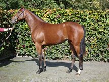 Lot no. 398 at Tattersalls Newmarket Yearling Sale 2022 Book 1