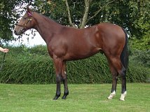 Lot no. 679 at Goffs Sportsmans Yearling Sale 2022