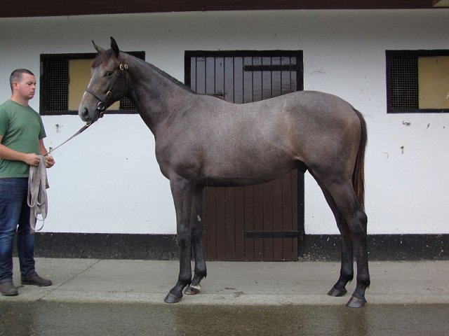 Argyle third at Lingfield on 23rd January 2019