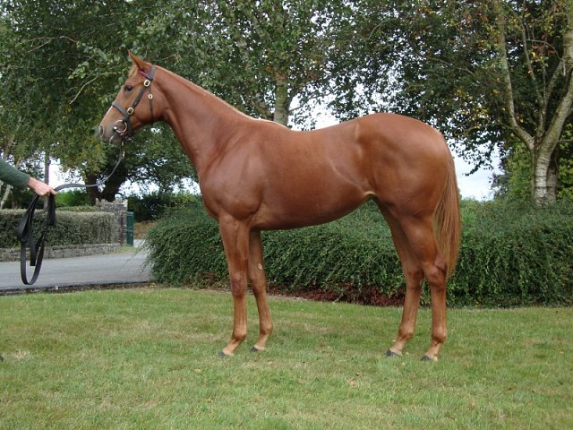 Aussie Girl wins at Sligo on 30th April 2023
