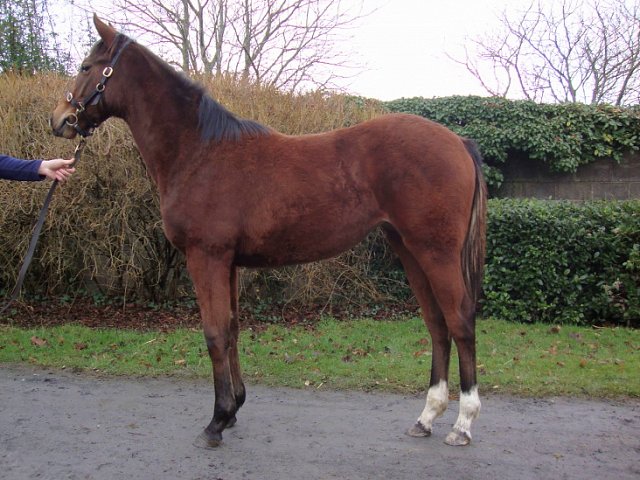 Dinard Rose third at Galway on 29th July 2022