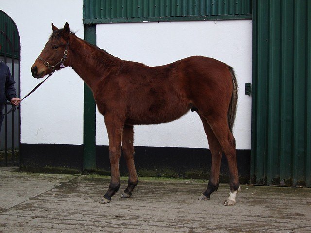 Gold Hunter wins at Chelmsford