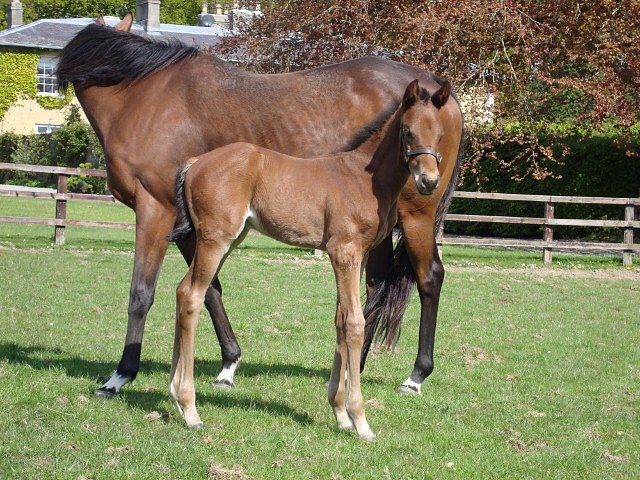 Gold Hunter wins at Chelmsford