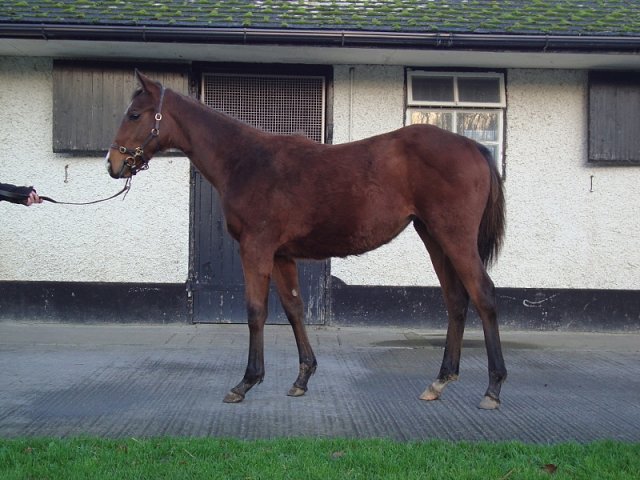 Malrescia third at Kempton on 3rd September 2022
