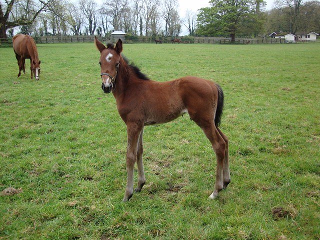 Merhoob wins at Lingfield on 30th December 2018