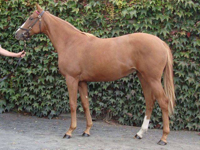 Sheila second at Listowel on 20th September 2022