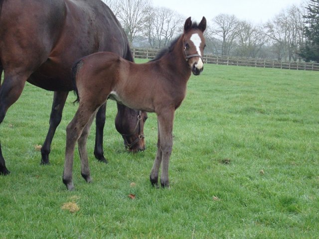 Suffrajet wins at Nottingham on 3rd November 2021