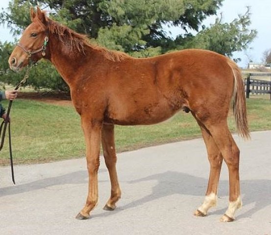 Yourdecisionotmine second at Arlington on 2nd August 2018