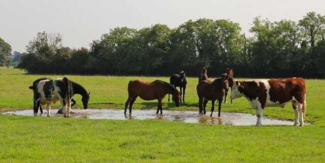 Horses And Cattle In Puddle
