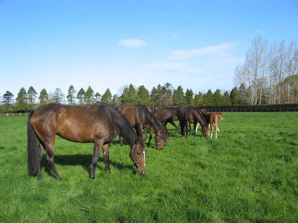 Boarding mares and foals at Airlie Stud