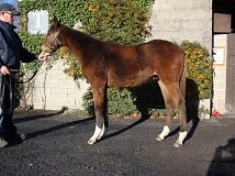 Lot no. 353 at Goffs November Foal Sale 2013
