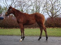 Lot no. 365 at Goffs November Foal Sale 2012