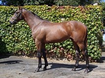 Lot no. 131 at Goffs Orby Yearling Sale 2014