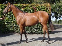 Lot no. 111 at Tattersalls Fairyhouse Yearling Sale 2019