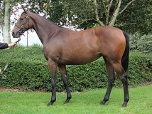 Lot no. 19 at Tattersalls Fairyhouse Yearling Sale 2020 in Newmarket