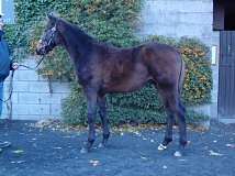 Lot no. 814 at Goffs November Foal Sale 2013