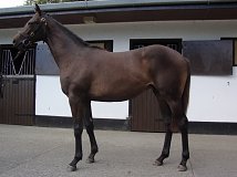 Lot no. 158 at Tattersalls Newmarket Yearling Sale 2014