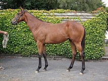 Lot no. 206 at Goffs Orby Yearling Sale 2013