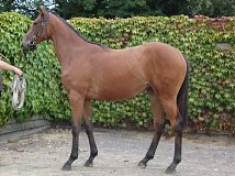 Lot no. 133 at Goffs Orby Yearling Sale 2014