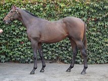 Lot no. 168 at Goffs Orby Yearling Sale 2018
