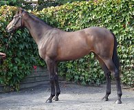 Lot no. 129 at Goffs Orby Yearling Sale 2019