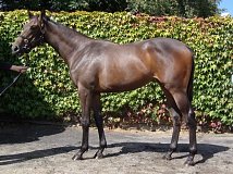 Lot no. 146 at Goffs Orby Yearling Sale 2014