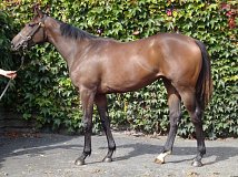 Lot no. 148 at Goffs Orby Yearling Sale 2019