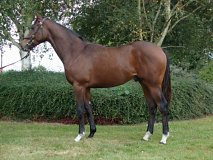 Lot no. 362 at Goffs Orby Yearling Sale 2021