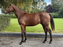 Lot no. 372 at Goffs Orby Yearling Sale 2026 Book 1