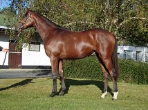 Lot no. 1190 at Tattersalls Newmarket Yearling Sale 2021 Book 2