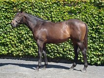 Lot no. 181 at Tattersalls Newmarket Yearling Sale 2014