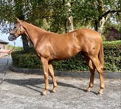 Lot no. 44 at Goffs Orby Yearling Sale 2025 Book 1
