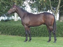 Lot no. 358 at Goffs Orby Yearling Sale 2022
