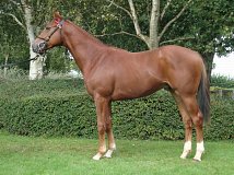 Lot no. 923 at Tattersalls Newmarket October Yearling Sale 2023 Book 2