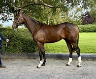 Lot no. 1144 at Tattersalls Newmarket Yearling Sale 2026 Part 2