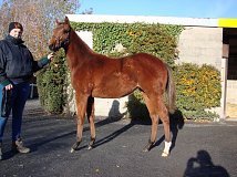 Lot no. 399 at Goffs November Foal Sale 2013
