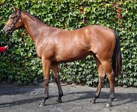 Lot no. 174 at Tattersalls Fairyhouse Yearling Sale 2019