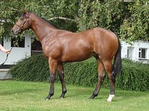 Lot no. 358 at Tattersalls Fairyhouse Yearling Sale 2022