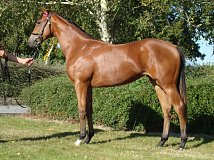 Lot no. 139 at Goffs Orby Yearling Sale 2024 Book 1