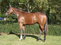 Lot no. 631 at Tattersalls Newmarket Yearling Sale 2024 Book 2