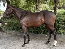 Lot no. 422 at Goffs Orby Yearling Sale 2026 Book 1