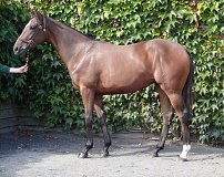 Lot no. 185 at Goffs Orby Yearling Sale 2019