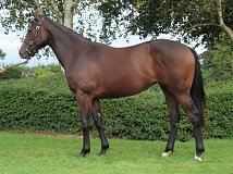 Lot no. 80 at Goffs Orby Yearling Sale 2020 in Doncaster