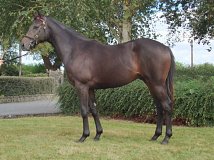 Lot no. 404 at Goffs Orby Yearling Sale 2021