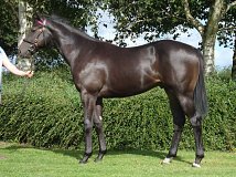 Lot no. 391 at Goffs Orby Yearling Sale 2022