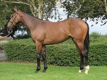 Lot no. 83 at Goffs Orby Yearling Sale 2020 in Doncaster
