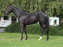 Lot no. 365 at Tattersalls Fairyhouse Yearling Sale 2022