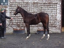 Lot no. 385 at Goffs November Foal Sale 2023