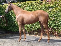 Lot no. 231 at Tattersalls Newmarket Yearling Sale 2014