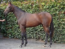 Lot no. 229 at Goffs Orby Yearling Sale 2018